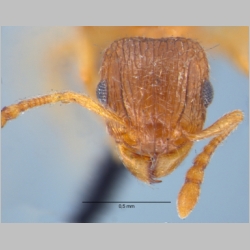 Tetramorium smithi Mayr, 1879 frontal