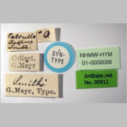 Tetramorium smithi Mayr, 1879 label