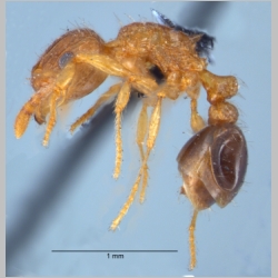Tetramorium smithi Mayr, 1879 lateral