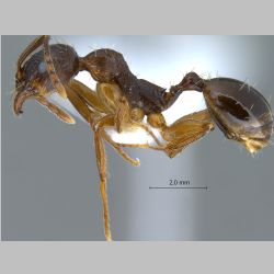 Aphaenogaster kurdica Ruzsky, 1905 lateral