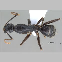 Camponotus aethiops Latreille, 1798 dorsal