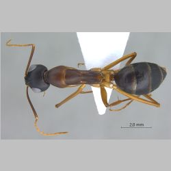 Camponotus oasium Forel, 1890 dorsal