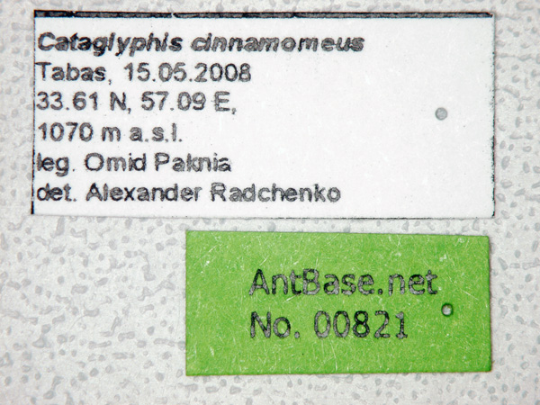 Cataglyphis cinnamomeus label