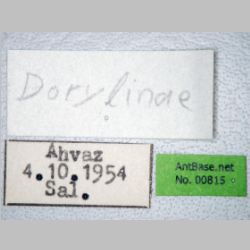 Dorylus sp  label