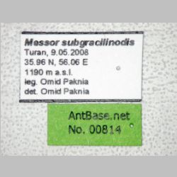Messor subgracilinodis Arnol'di, 1969 label