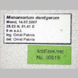 Monomorium dentigerum Roger, 1862 label