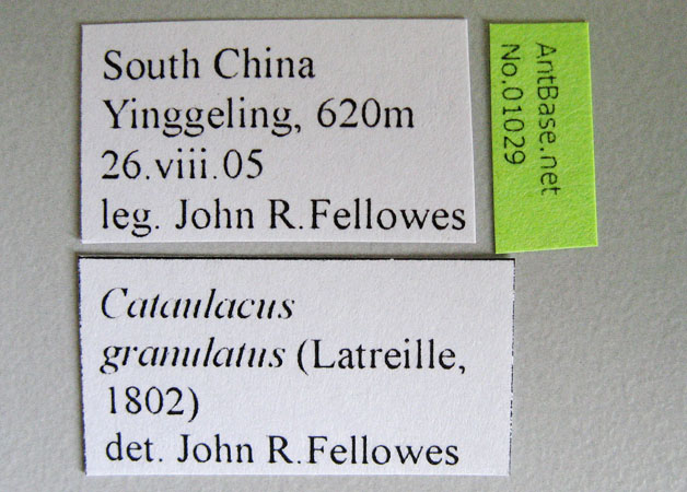 Cataulacus granulatus label