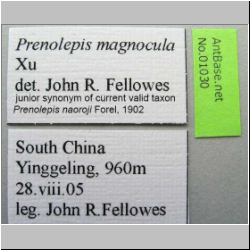 Prenolepis naoroji Forel, 1902 label