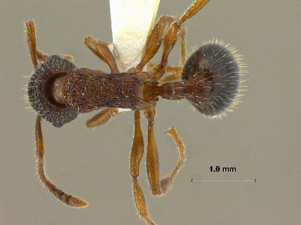 Myrmica eidmanni dorsal