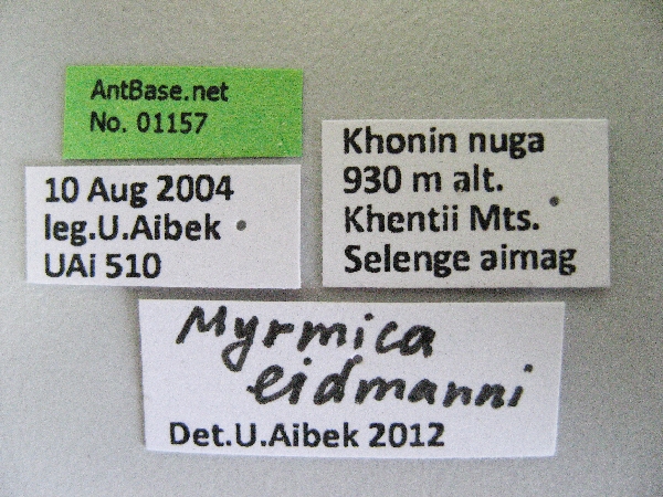 Myrmica eidmanni label