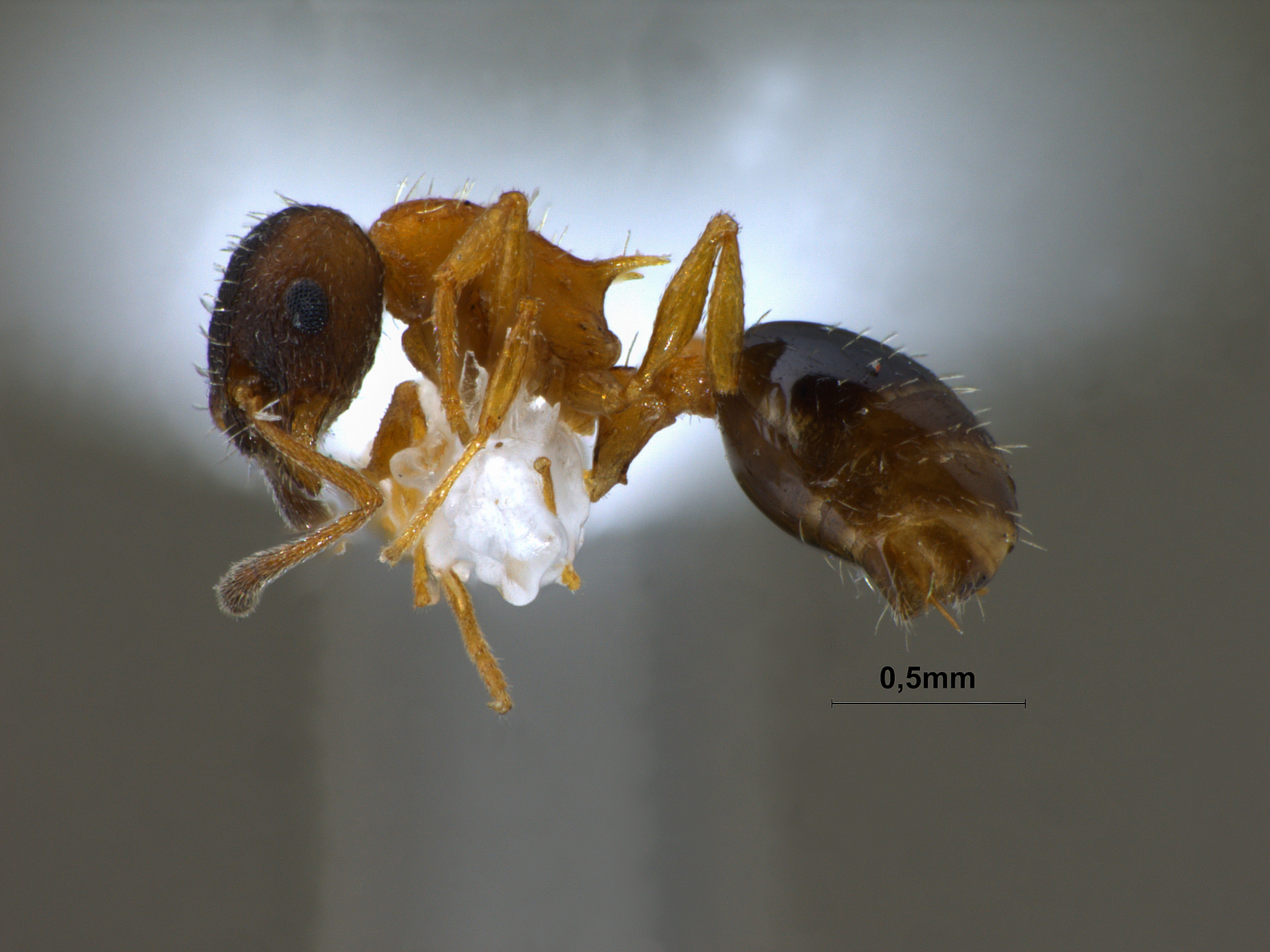 Temnothorax nassanowi lateral