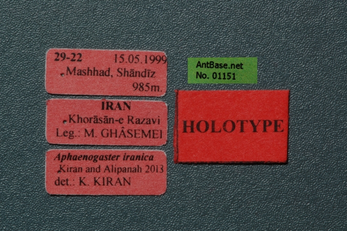 Aphaenogaster iranica label