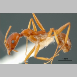 Aphaenogaster iranica Kiran & Alipanah
, 2013 lateral
