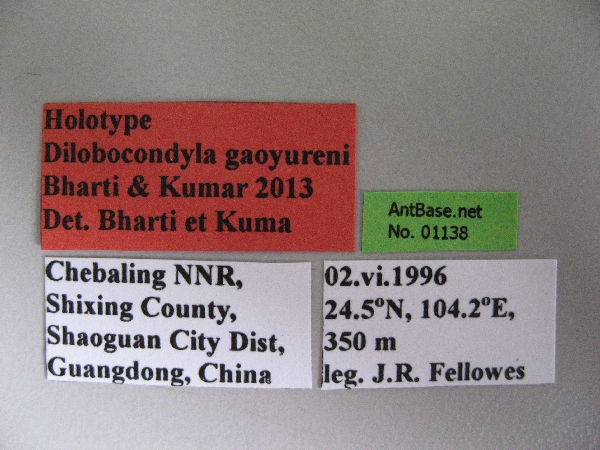 Dilobocondyla gaoyureni label