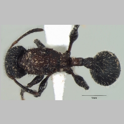 Dilobocondyla gasteroreticulatus queen Bharti & Kumar, 2013 dorsal
