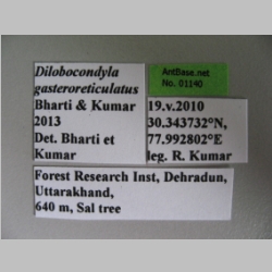 Dilobocondyla gasteroreticulatus queen Bharti & Kumar, 2013 label