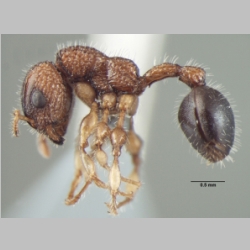 Dilobocondyla propotriangulatus Bharti & Kumar, 2013 lateral