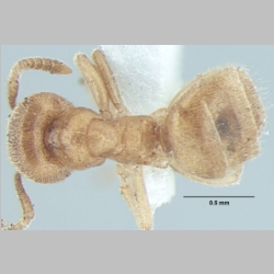 Lasius elevatus minor  Bharti & Gul 2013 dorsal