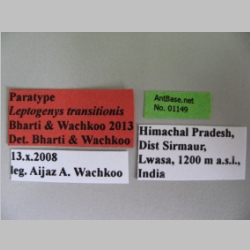 Leptogenys transitionis ergatogyne Bharti & Wachkoo, 2013 label
