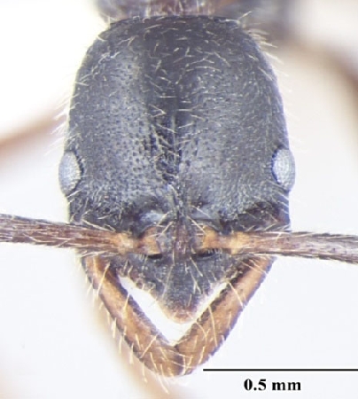 Leptogenys transitionis frontal