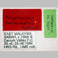 Polyrhachis hashimotoi Kohout, 2007 label