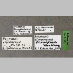 Polyrhachis shixingensis Wu & Wang, 1995 label