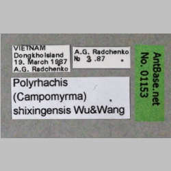 Polyrhachis shixingensis queen Wu & Wang, 1995 label