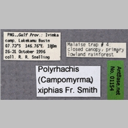 Polyrhachis xiphias Fr. Smith, 1863 label