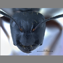 Camponotus sachalinensis  Forel, 1904 l
frontal