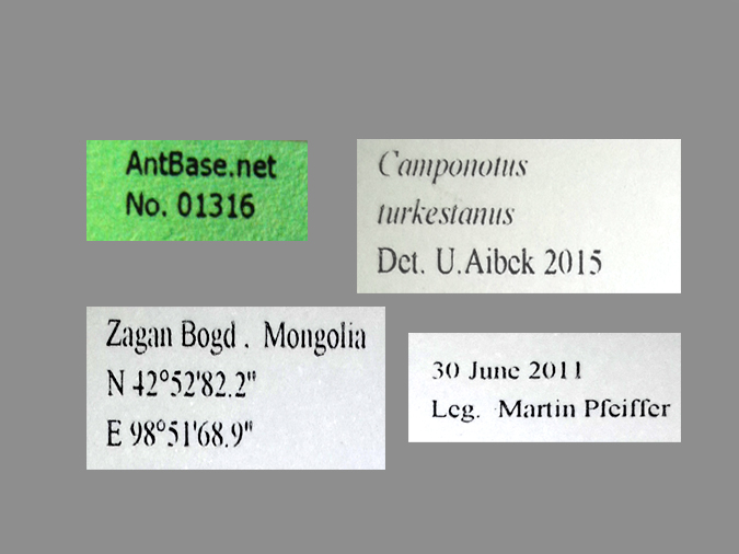 Camponotus turkestanus label
