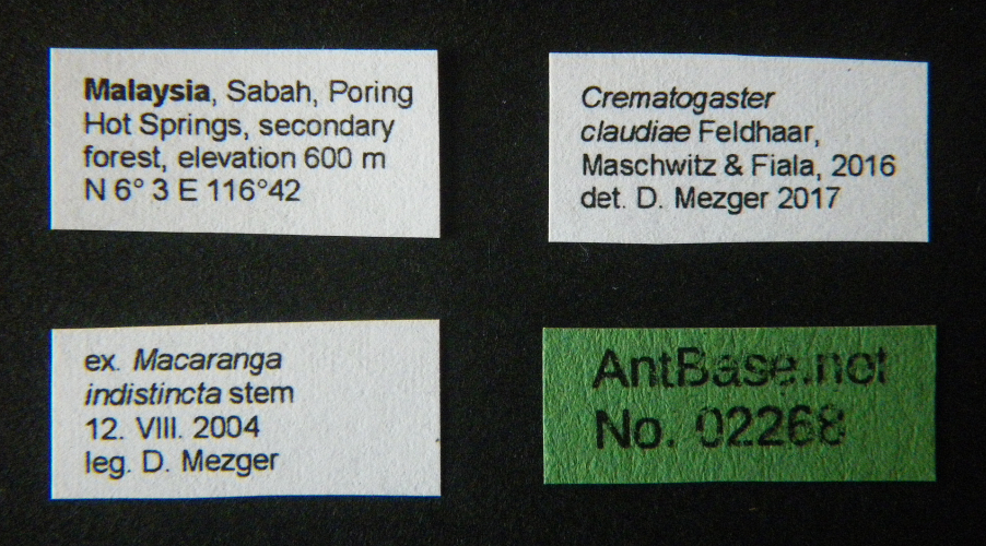 Crematogaster claudiae label