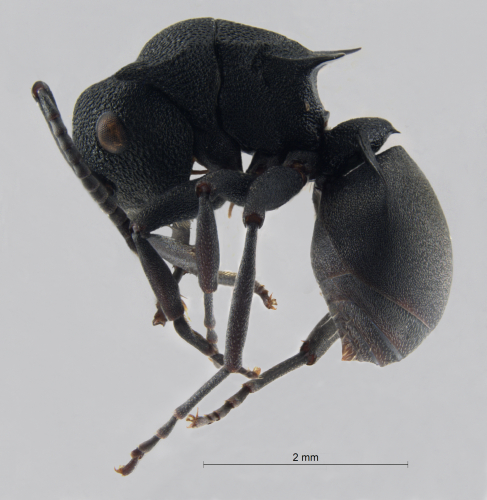  Polyrhachis cryptoceroides lateral
