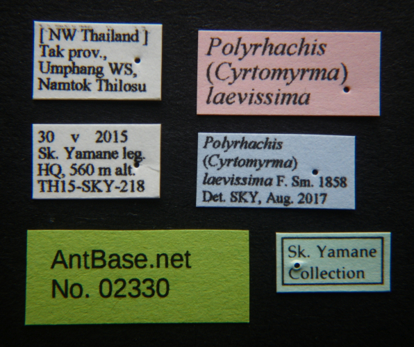 Polyrhachis laevissima label