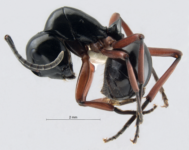  Polyrhachis laevissima lateral