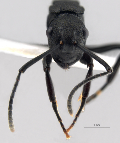 Polyrhachis simillima frontal