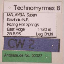 Technomyrmex 8 label