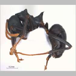 Dolichoderus coniger Mayr, 1870 lateral