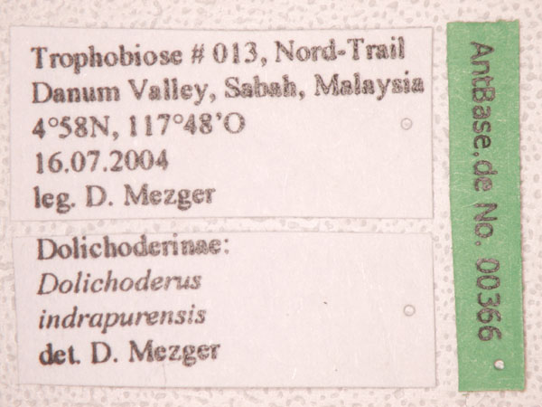 Dolichoderus indrapurensis label