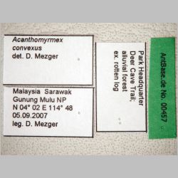 Acanthomyrmex concavus Moffett, 1986 label