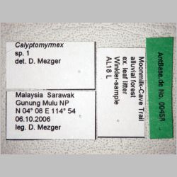 Calyptomyrmex sp 1 Emery, 1887 label