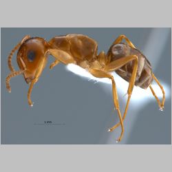 Camponotus schmitzi Stärcke, 1933 lateral