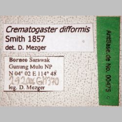 Crematogaster difformis Smith, 1857 label