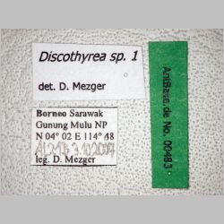 Discothyrea sp.1 Roger, 1863 label
