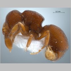 Discothyrea sp.1 Roger, 1863 lateral