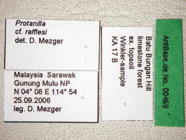 Protanilla rafflesi label