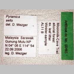 Pyramica aello Bolton, 2000 label