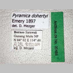 Pyramica dohertyi Emery, 1897 label