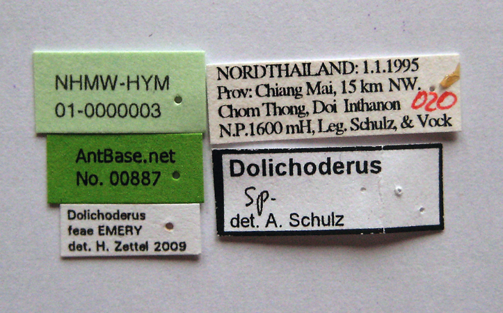Dolichoderus feae label