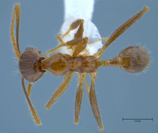 Pheidole orophila minor dorsal