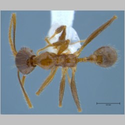 Pheidole orophila minor Eguchi, 2001 dorsal